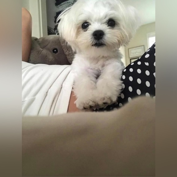 🐶 Flotation Vest XS - Picture 4 of 10